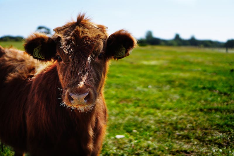 Eine gesunde Milchkuh auf der Weide dank Kuh-Monitoring von Agralytics