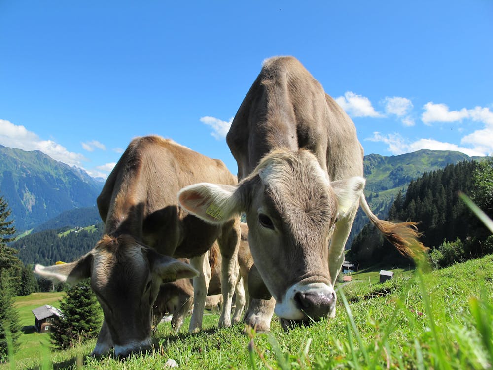 Gesunde Kühe auf der Weide dank optimiertes Herdenmanagement